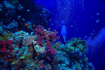 Fototapeta premium coral reef background, underwater marine life ecosystem ocean sea