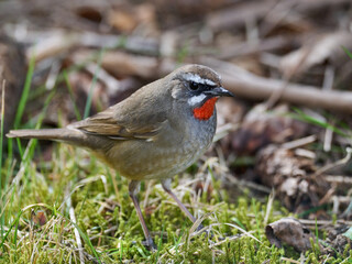 Siberian rubythroat (Calliope calliope)
