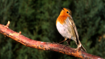 European Robin, Erithacus rubecula, Sierra de Guadarrama National Park, Segovia, Castilla y León, Spain, Europe