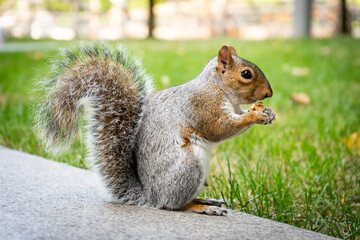 Funny squirrel in the London city centre, eating nuts