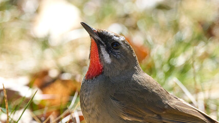 Siberian rubythroat (Calliope calliope)