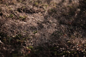 sunset on dry grass