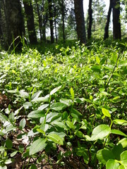 spring in the forest