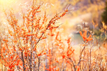 sea buckthorn ripe berries on bushes, medicine vitamin c antioxidant nutrition