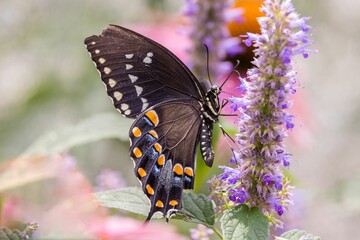 Closeup shot of a Butterfly with orange patterns perched on a flower