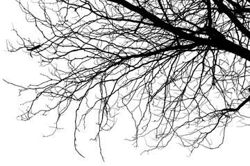 Silhouette Bare Tree Branches