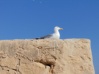 seagull on rock