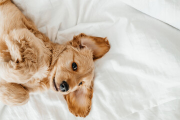 english cocker spaniel puppy lying down on a bed. Funny moments from the life of a dog pet