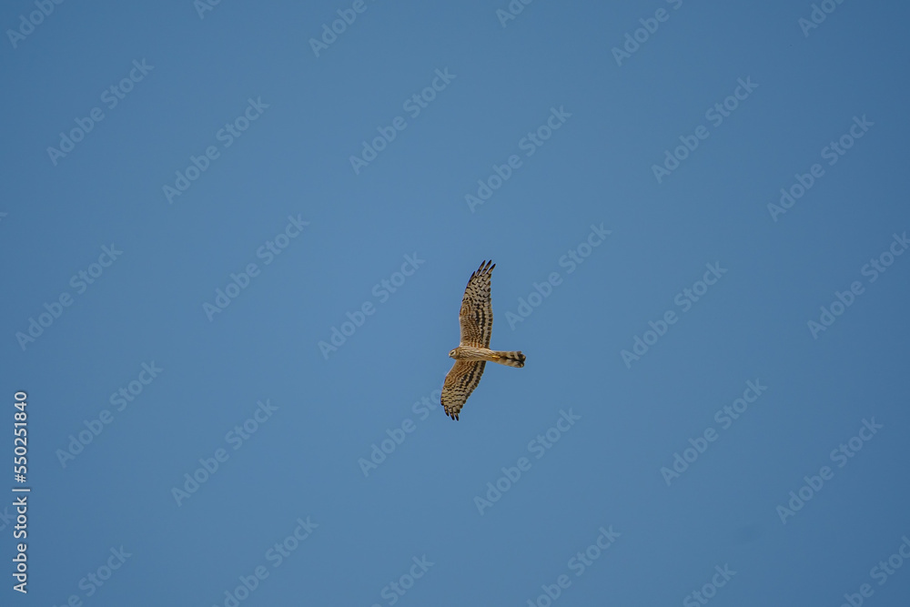 Wall mural Short-toed Snake Eagle (Circaetus gallicus) flying against blue background