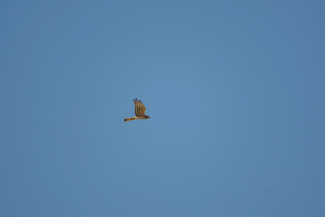 Short-toed Snake Eagle (Circaetus gallicus) flying against blue background
