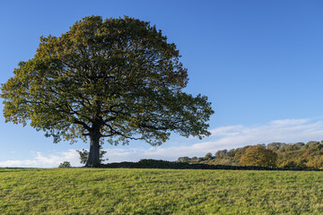 Linacre Reservoirs, tree in field