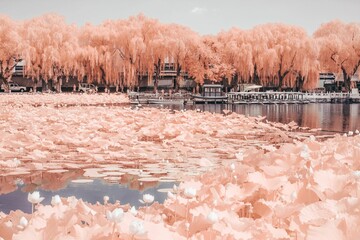 Beautiful pink landscape in Beihai park and the lake covered in pink water flowers in Beijing, China