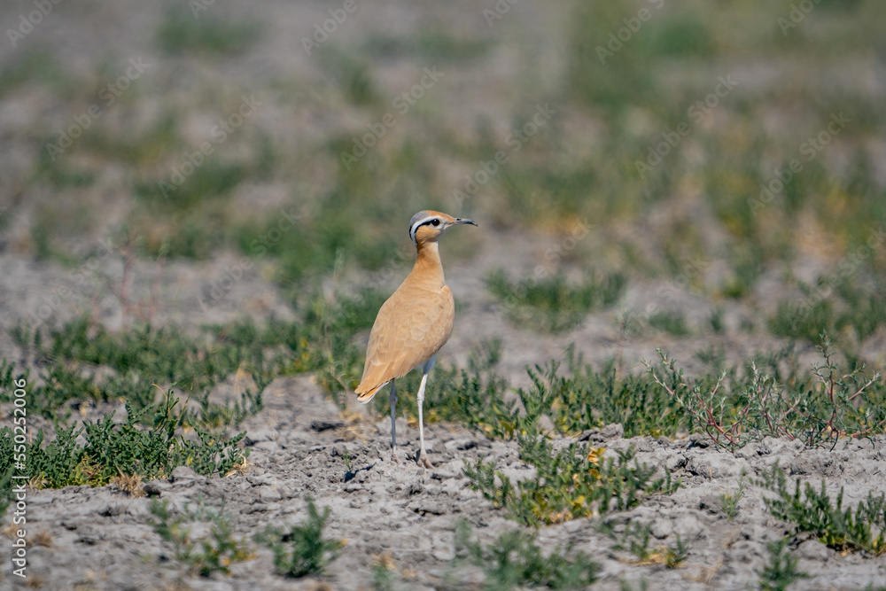 Canvas Prints cream-colored courser (cursorius cursor) perching in sand desert