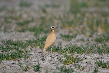 Cream-colored Courser (Cursorius cursor) perching in sand desert