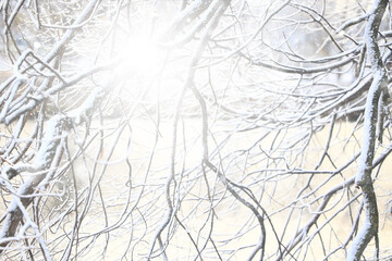 winter background branches snow park nature