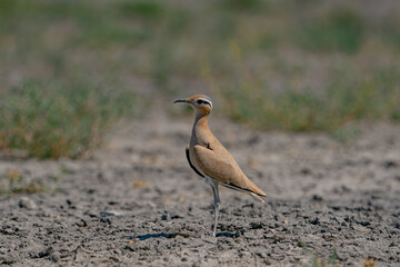 Cream-colored Courser (Cursorius cursor) perching in sand desert