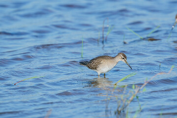 Wood Sandpiper (Tringa glareola) feeding in the lake