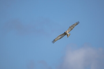 Short-toed Snake Eagle (Circaetus gallicus) flying against blue background