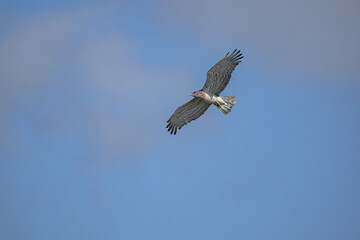 Short-toed Snake Eagle (Circaetus gallicus) flying against blue background