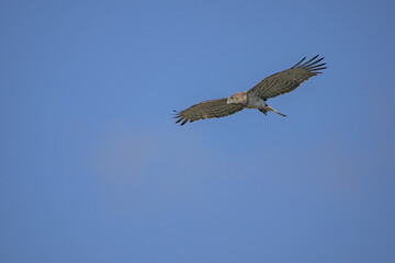 Short-toed Snake Eagle (Circaetus gallicus) flying against blue background