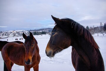 Brown horses in a deep snowy paddock in the countryside in winter.