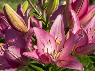 Fototapete bei efototapeten.de bestellen   