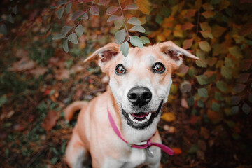 A mixed breed dog on a walk. Dog in the forest.  Cute red dog/ Autumn, Fll season.