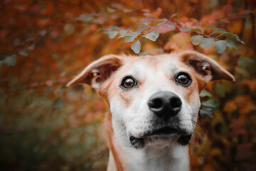 A mixed breed dog on a walk. Dog in the forest.  Cute red dog/ Autumn, Fll season.