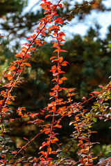 Red, green and purple leaves on curved branches of barberry Berberis thunbergii Atropurpurea against blurred background of evergreens. Selective focus. Landscaped garden. Nature concept for design.