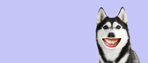 Funny smiling husky with human lips on lilac background with space for text © Pixel-Shot