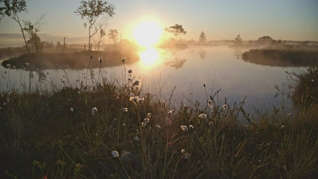 Eriophorum vaginatum in foggy and golden sunrise Estonia bog