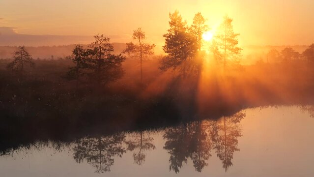 Golden sunrise between the pine trees in foggy bog