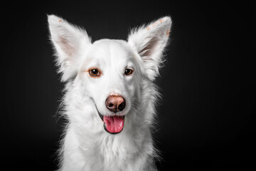 Mixed breed dog on a black background in the studio