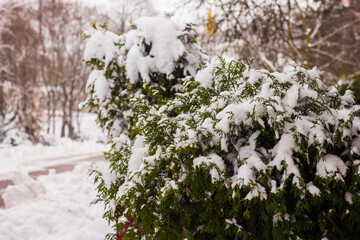 green pine branches covered with fluffy snow after snowfall, winter afternoon in Europe in Ukraine