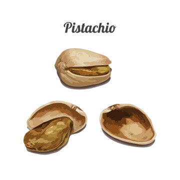 Hand drawn watercolor painting nut Pistachio on white background. Vector illustration