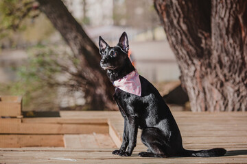 A mixed breed dog on a walk. Black dog wearing bandana collar. Pet adoption. Pet supplies