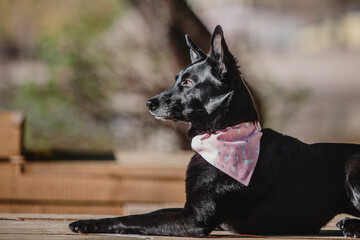 A mixed breed dog on a walk. Black dog wearing bandana collar. Pet adoption. Pet supplies