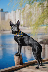 A mixed breed dog on a walk. Black dog wearing bandana collar. Pet adoption. Pet supplies