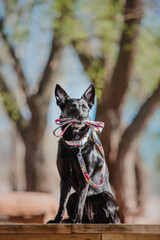 A mixed breed dog on a walk. Black dog with leash and collar. Pet adoption. Pet supplies