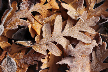 autumn leaves covered with dew
