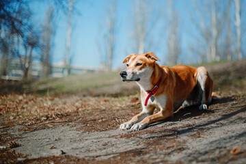 A mixed breed dog on a walk. Cute red dog. Rescue dog. Funny pet. Pet adoption.