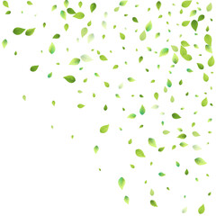 Leaves Green Falling Flying Foliage Leaf Tea Mint