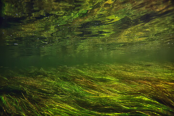 green algae underwater in the river landscape riverscape, ecology nature