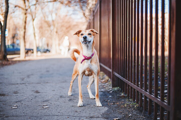 A mixed breed dog on a walk. Cute red dog. Rescue dog. Funny pet. Pet adoption.