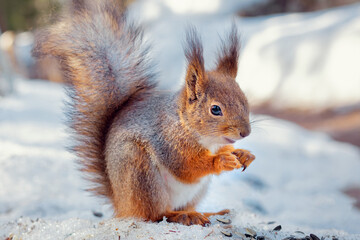 Naklejka na ściany i meble red squirrel eats seeds in the winter on the snow, squirrel in winter forest close-up
