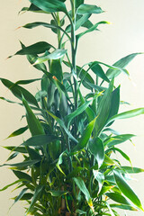 dracaena flower grows on a light background