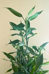 dracaena flower grows on a light background