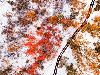 Road in the autumn forest after snowfall. Yellow trees and snow-covered grass. Aerial view