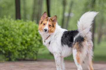 A mixed breed dog on a walk. Dog running on the grass. Cute dog playing. Funny pet. Pet adoption.