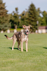 A mixed breed dog on a walk. Dog running on the grass. Cute dog playing. Funny pet. Pet adoption.